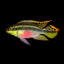 kribensis cichlid