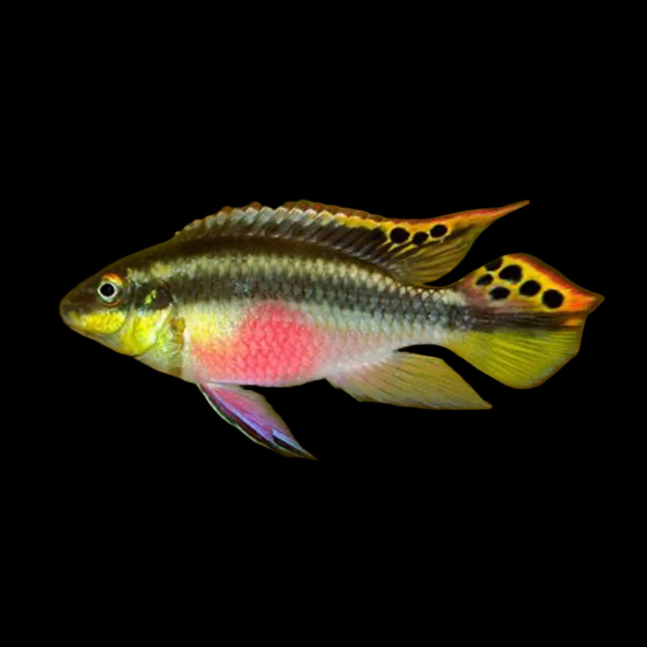 kribensis cichlid