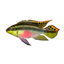 kribensis cichlid