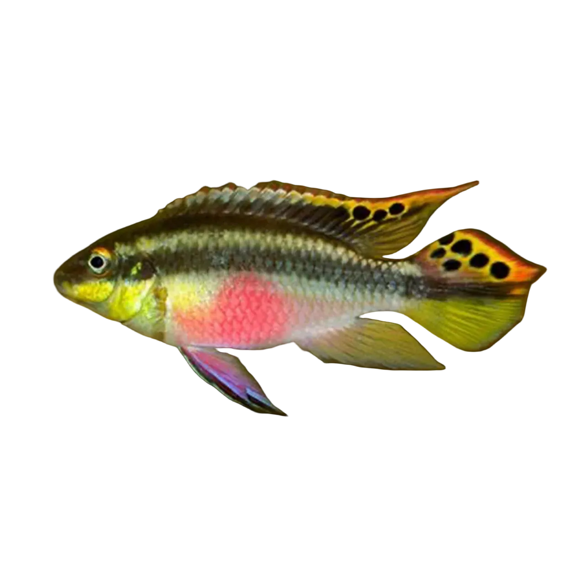 kribensis cichlid