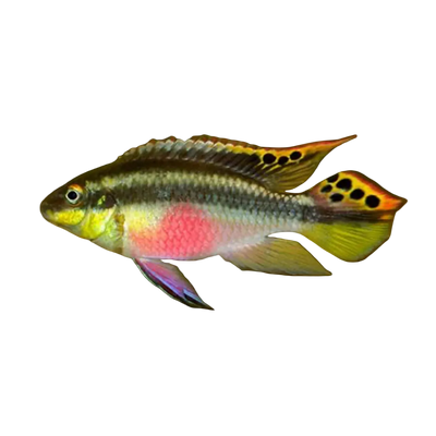 kribensis cichlid