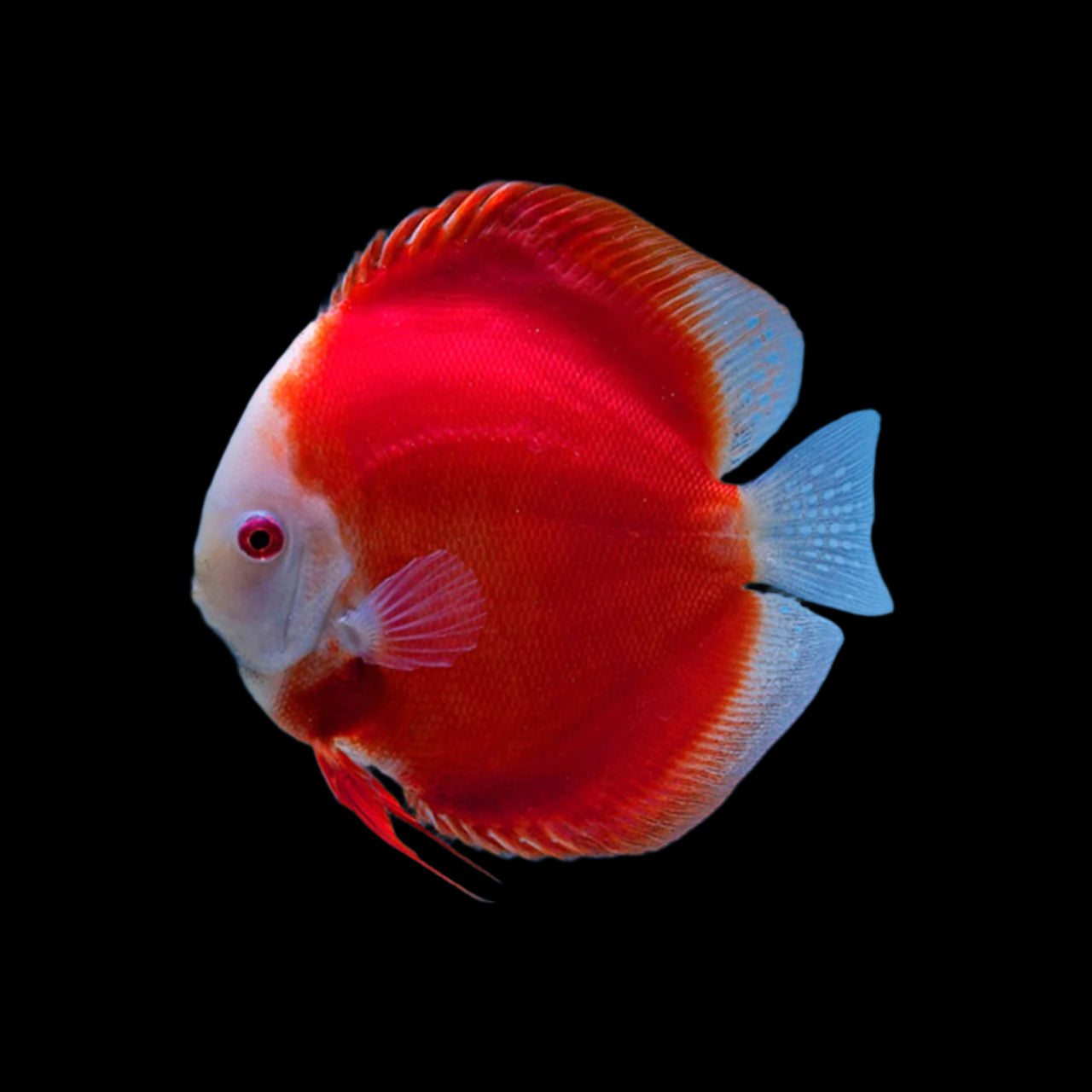 Discus Fish Mix 14cm