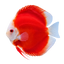 Red Melon Discus Fish