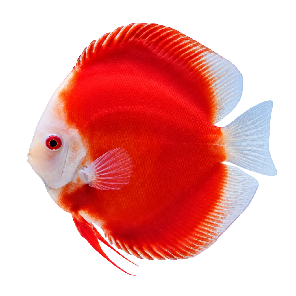 Red Melon Discus Fish