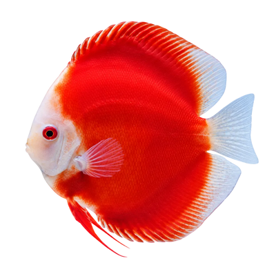 Red Melon Discus Fish