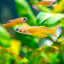 Red Neon Blue Eye Rainbow Fish 2-3cm