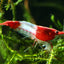 RILI SHRIMPS 1.5cm