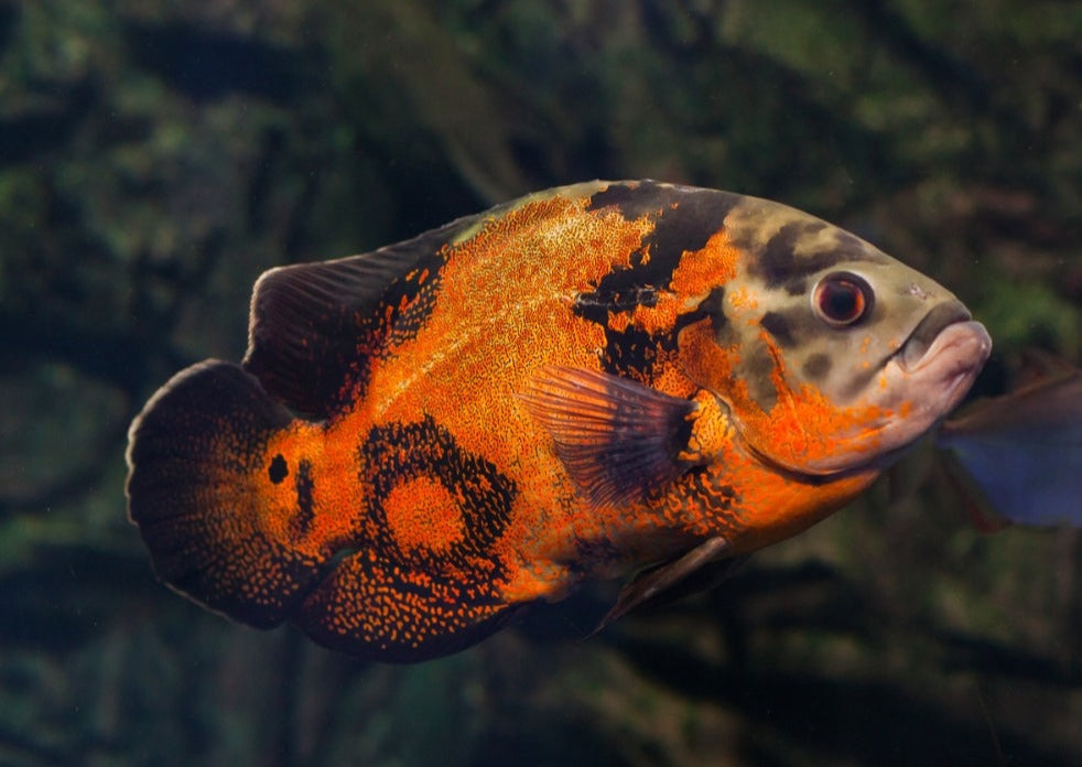 OSCAR FISH BIG