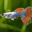 Guppy Male 4PCS Combo Deal (Mix)