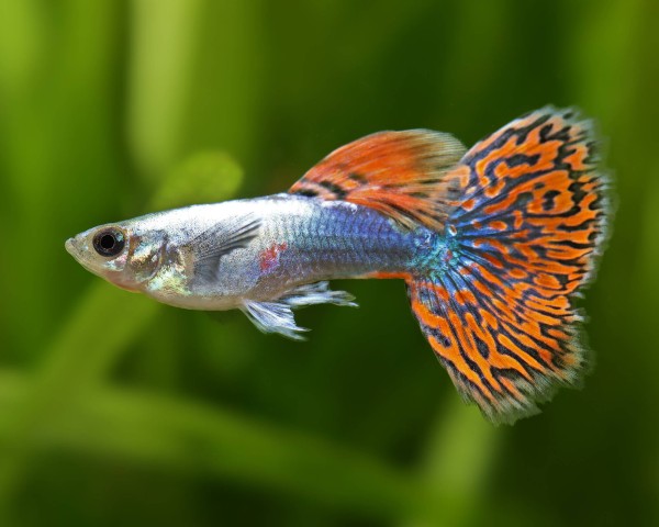 Guppy Male 4PCS Combo Deal (Mix)