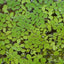 SALVINIA FLOATING PLANT IN PACKET