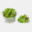 SALVINIA FLOATING PLANT IN PACKET