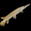 ALLIGATOR GAR FISH