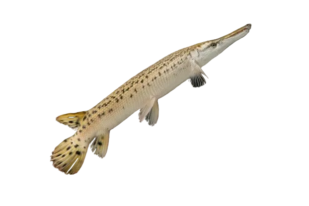 Alligator Gar Fish 25CM
