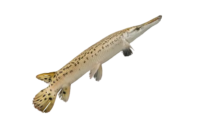 Alligator Gar Fish 25CM