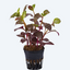 Alternanthera Bettzickiana Red Pot Plant