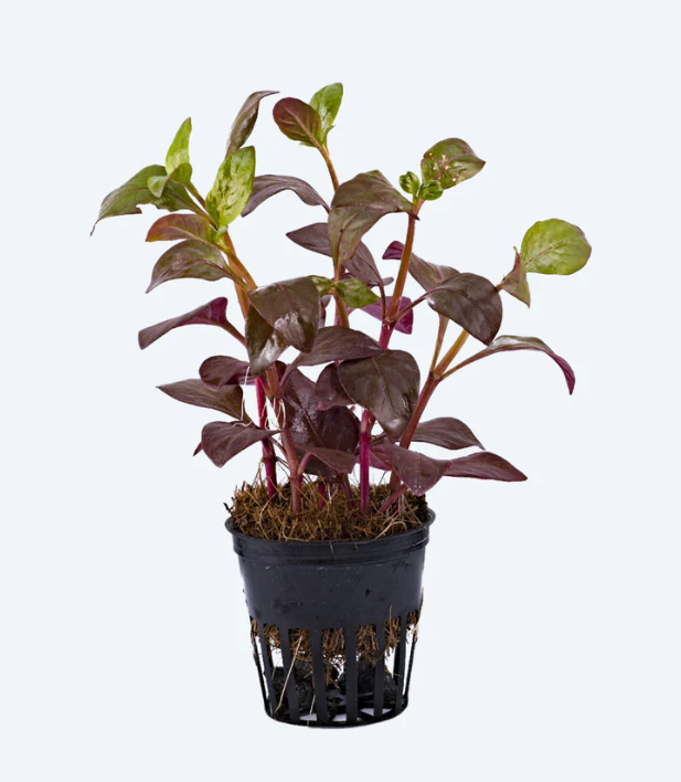 Alternanthera Bettzickiana Red Pot Plant