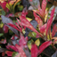 Alternanthera Bettzickiana Red Pot Plant