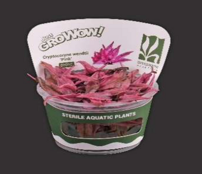 Cryptocoryne wendtii 'Pink'