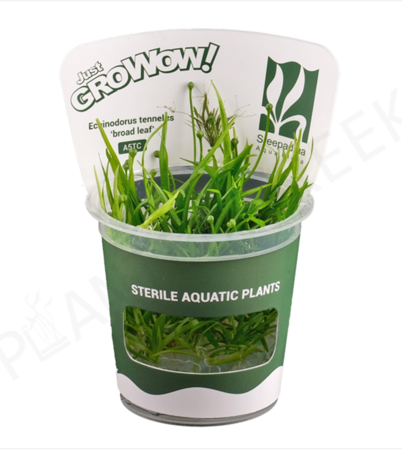 Helanthium tenellum 'Micro'