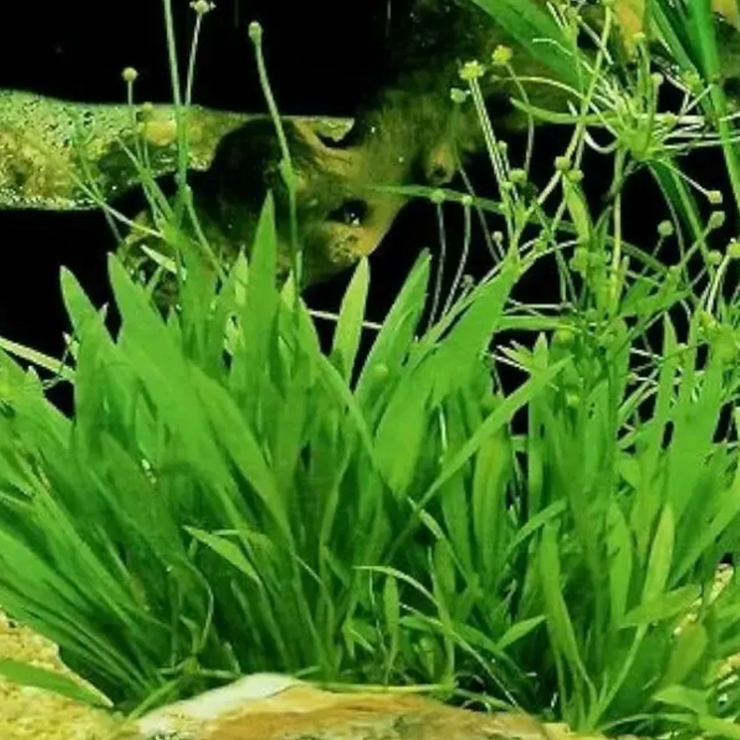 Helanthium tenellum 'Micro'