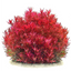 Rotala rotundifolia 'Blood red' var SG