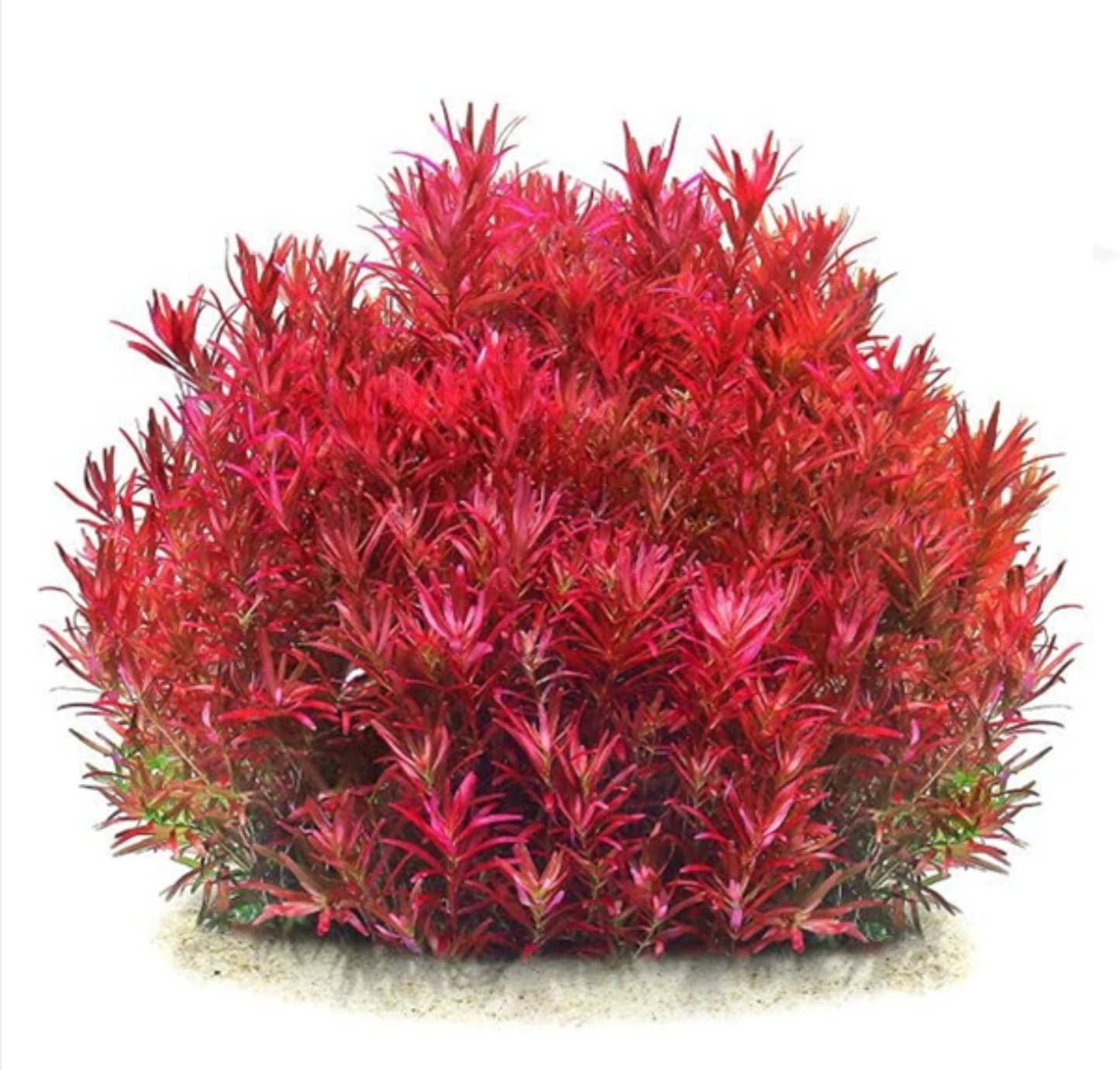 Rotala rotundifolia 'Blood red' var SG