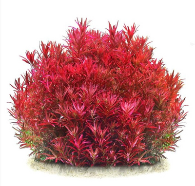 Rotala rotundifolia 'Blood red' var SG