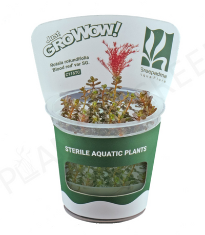 Rotala rotundifolia 'Blood red' var SG