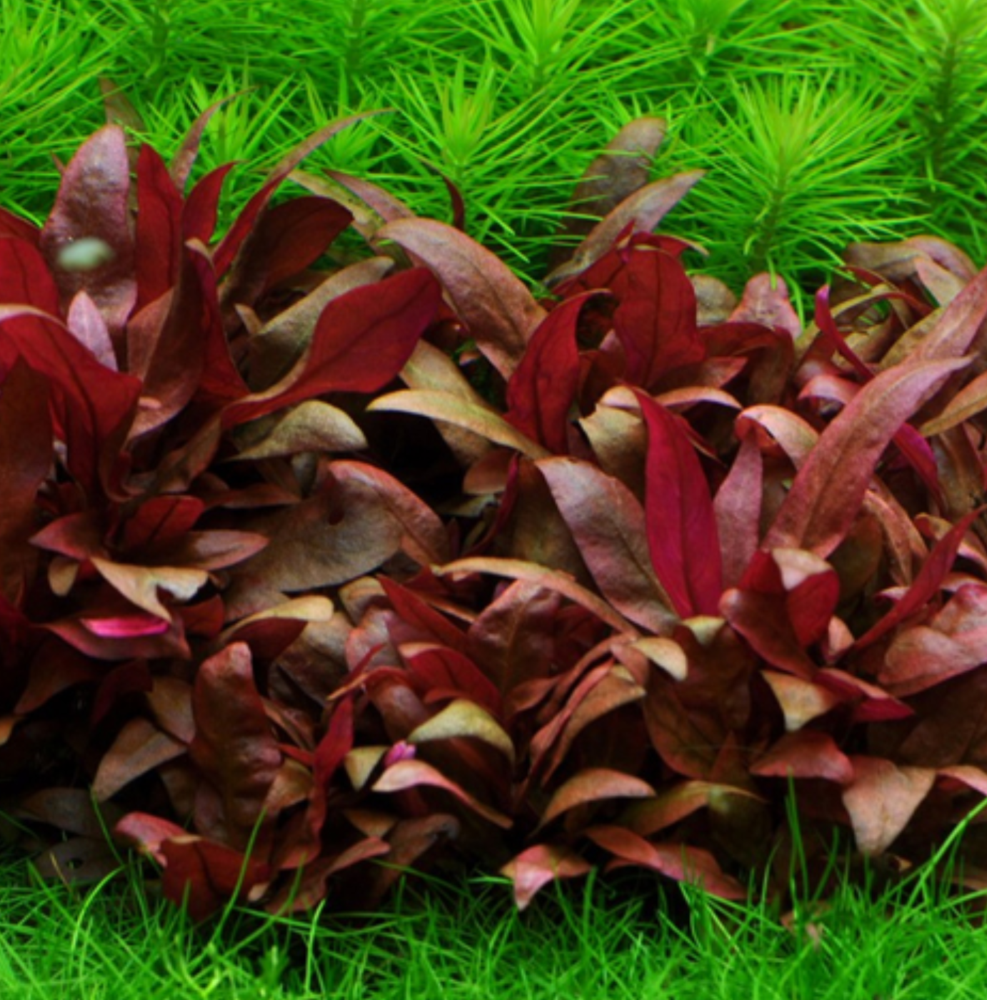 Alternanthera reineckii 'mini'