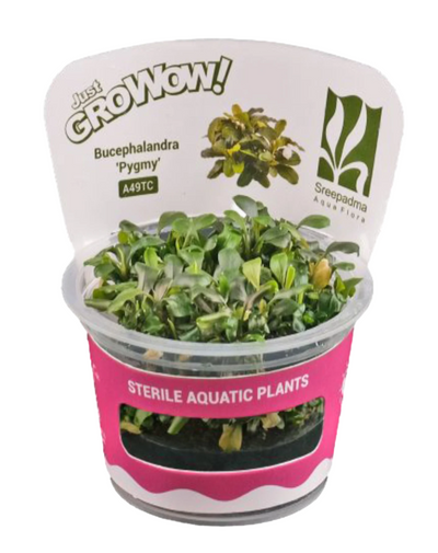 Bacopa salzmannii 'Purple' var SG