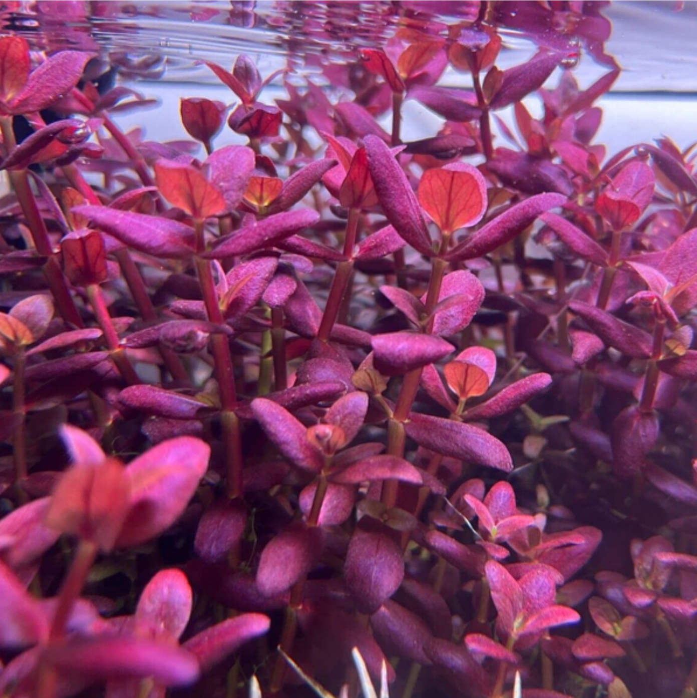 Bacopa salzmannii 'Purple' var SG