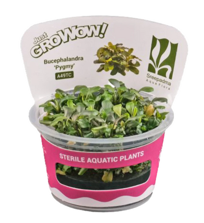 Bucephalandra 'Pygmy'
