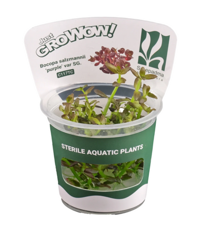 Cryptocoryne axelrodi