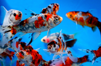 مزيج أسماك المذنب