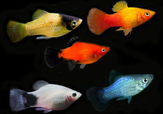 PLATY FISH MIX