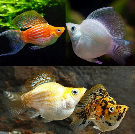 BALLOON MOLLY MIX