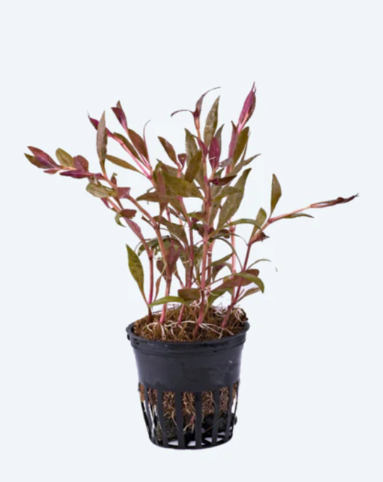 Alternanthera Sessilis Purple
