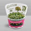GROWOW Bucephalandra 'Pygmy'