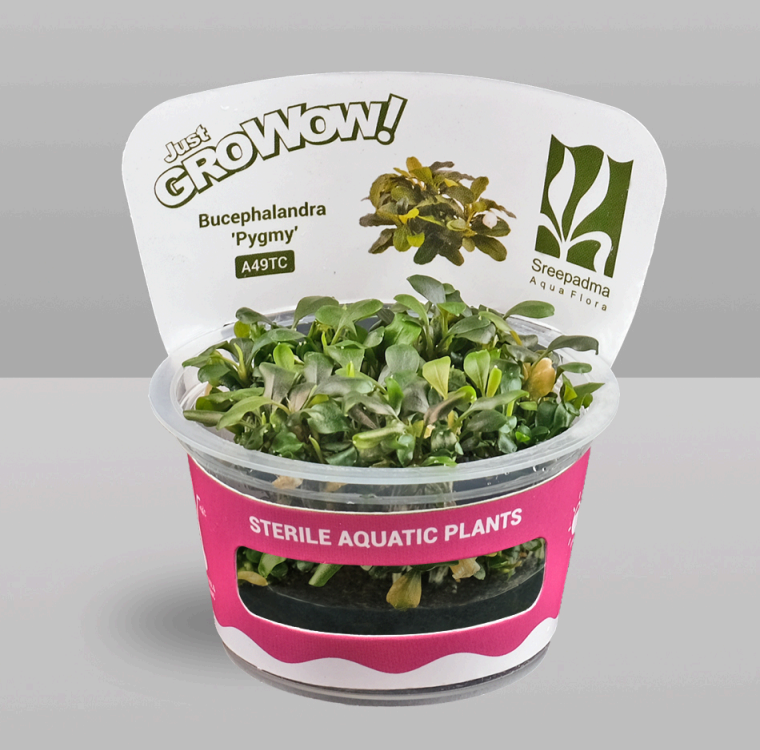 GROWOW Bucephalandra 'Pygmy'