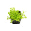Kraussiana Spikemoss Plant (Terrarium)