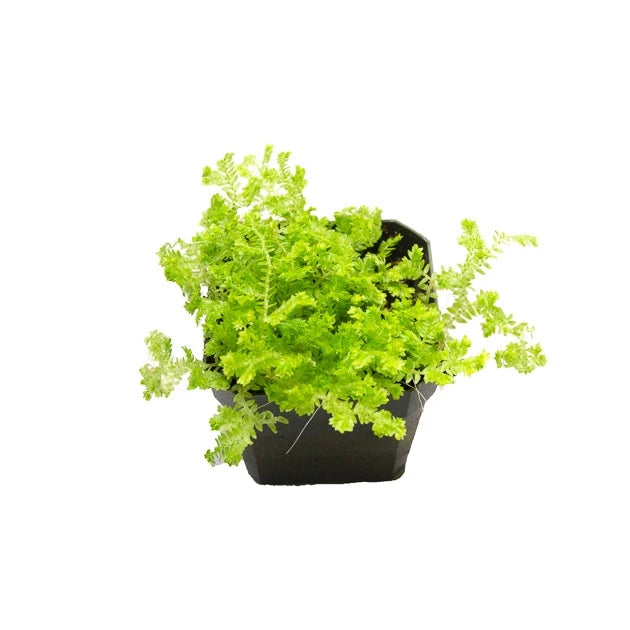 Kraussiana Spikemoss Plant (Terrarium)