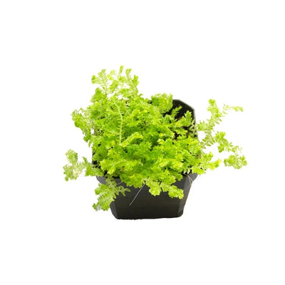 Kraussiana Spikemoss Plant (Terrarium)