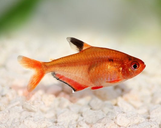 SERPEA TETRA 3CM