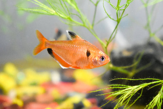 SERPEA TETRA 3CM