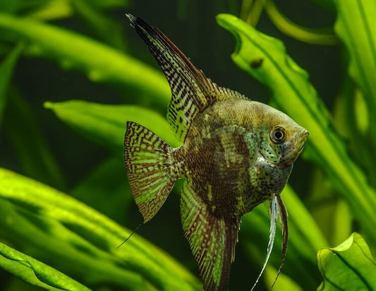 GREENFIN ANGEL FISH 5cm