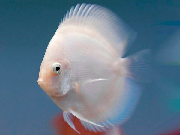 SNOW WHITE DISCUS FISH 10CM