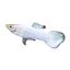 Albino Guppy Male 4PCS Combo Deal