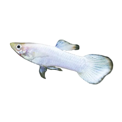 Albino Guppy Male 4PCS Combo Deal