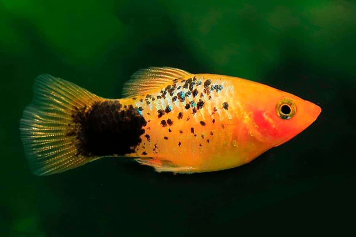 PLATY FISH MIX